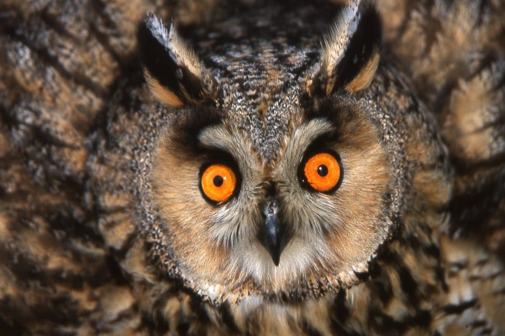 Fauna-animals-1