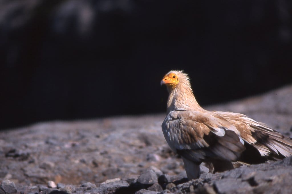 Fauna-animals-7